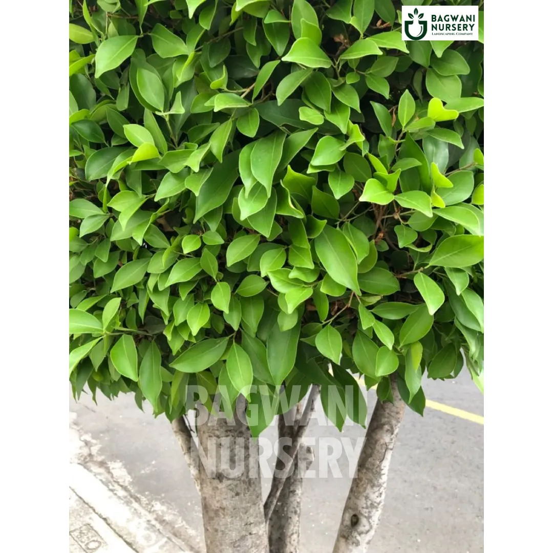 Indian Laurel tree Supplier, Ficus Microcarpa, Indian Laurel tree Supplier in India, Wholesale Indian Laurel, Wholesale Indian Laurel Supplier, Indian Laurel Tree, Best Indian Laurel Nursery, Ficus Microcarpa in India, Bulk Indian Laurel Supplier, Timber Tree, Timber Tree Nursery, Wholesale Timber Tree Supplier, Best Timber Tree Nursery in India,