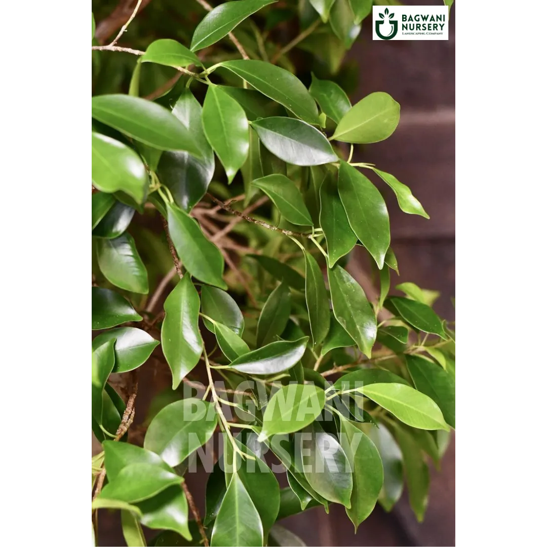 Indian Laurel tree Supplier, Ficus Microcarpa, Indian Laurel tree Supplier in India, Wholesale Indian Laurel, Wholesale Indian Laurel Supplier, Indian Laurel Tree, Best Indian Laurel Nursery, Ficus Microcarpa in India, Bulk Indian Laurel Supplier, Timber Tree, Timber Tree Nursery, Wholesale Timber Tree Supplier, Best Timber Tree Nursery in India,