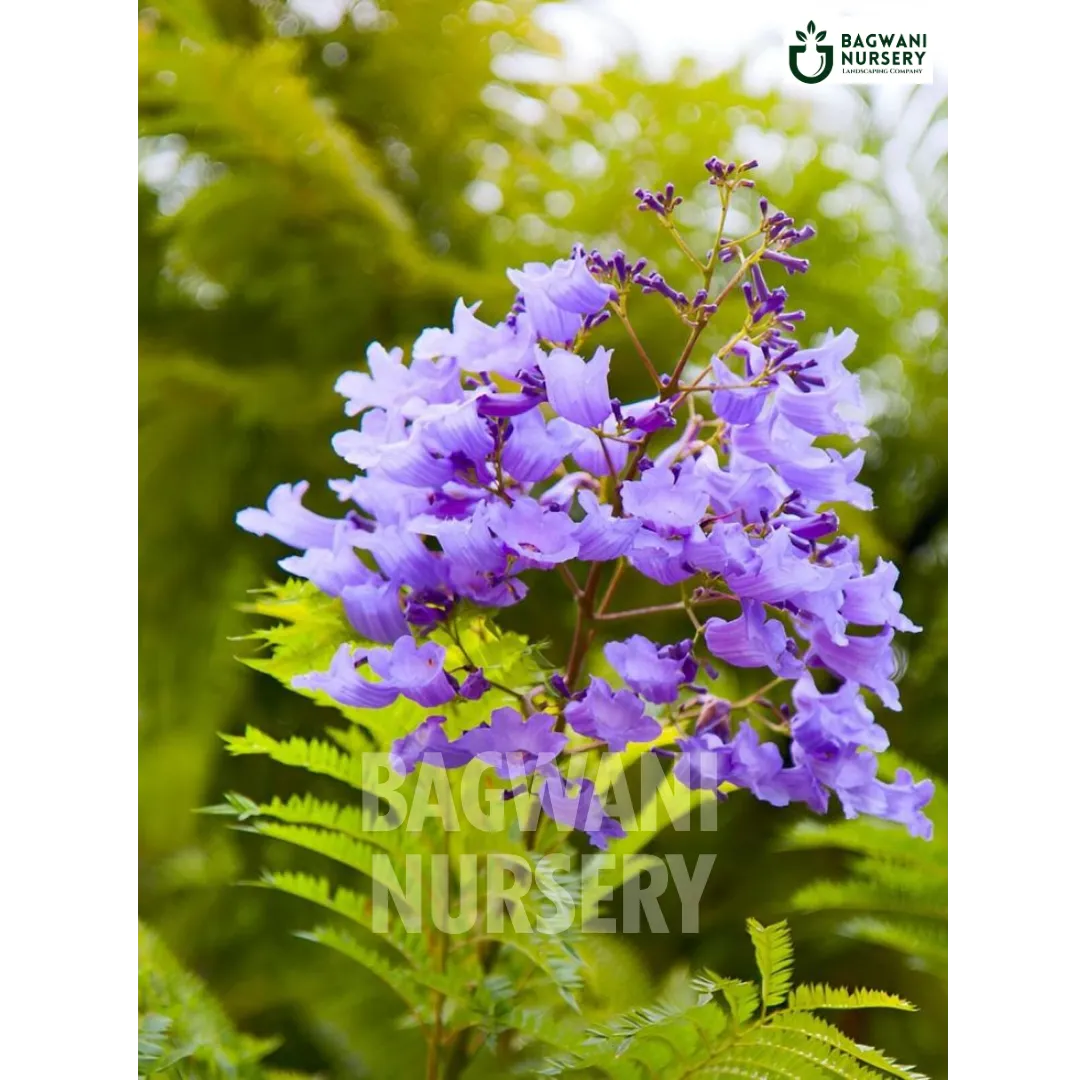 Jacaranda tree Supplier, Jacaranda Mimosifolia, Jacaranda tree Supplier in India, Wholesale Jacaranda, Wholesale Jacaranda Supplier, Jacaranda Tree, Best Jacaranda Nursery, Jacaranda Mimosifolia in India, Bulk Jacaranda Supplier, Timber Tree, Timber Tree Nursery, Wholesale Timber Tree Supplier, Best Timber Tree Nursery in India,