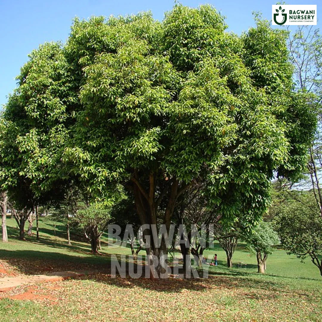 Jamun tree Supplier, Syzygium Cumini, Jamun tree Supplier in India, Wholesale Jamun, Wholesale Jamun Supplier, Jamun Tree, Best Jamun Nursery, Syzygium Cumini in India, Bulk Jamun Supplier, Timber Tree, Timber Tree Nursery, Wholesale Timber Tree Supplier, Best Timber Tree Nursery in India,