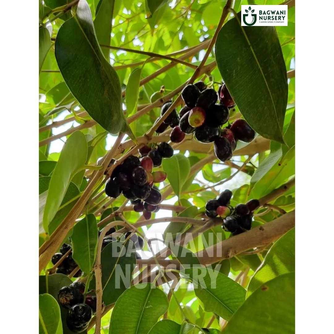 bonsai jamun tree Buy Jamun Timber Tree Online | Syzygium Cumini | Bagwani Nursery