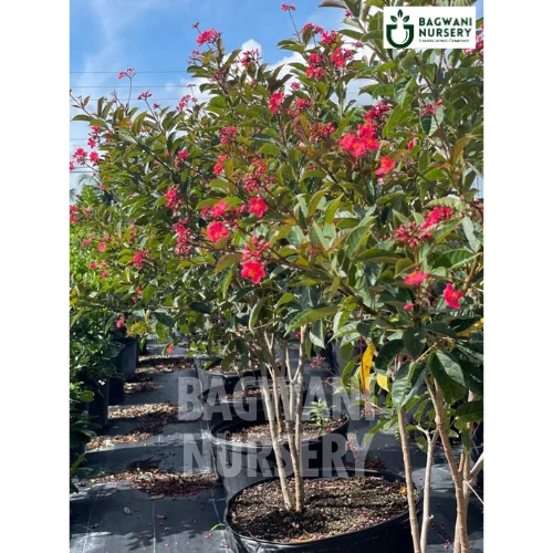 Jatropha Red | Jatropha Integerrima | Bagwani Nursery
