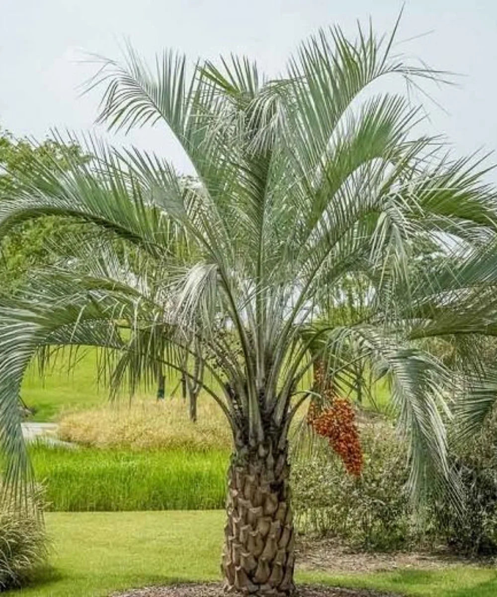 Jelly Palm, Butia Palm, Pindo Palm, Butia Capitata, Palm Tree, Ornamental Tree, Landscaping Tree, Bagwani Nursery, Wholesale Plant Supplier, Wholesale Plant Nursery, Nursery in India, Landscaping Company in India, Plant Exporter in India