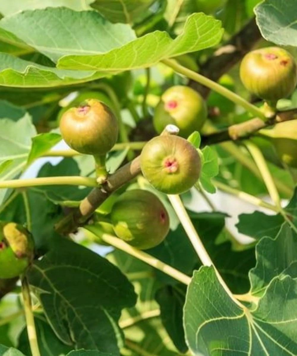 Kadota Fig, Ficus Carica 'Kadota', Bagwani Nursery