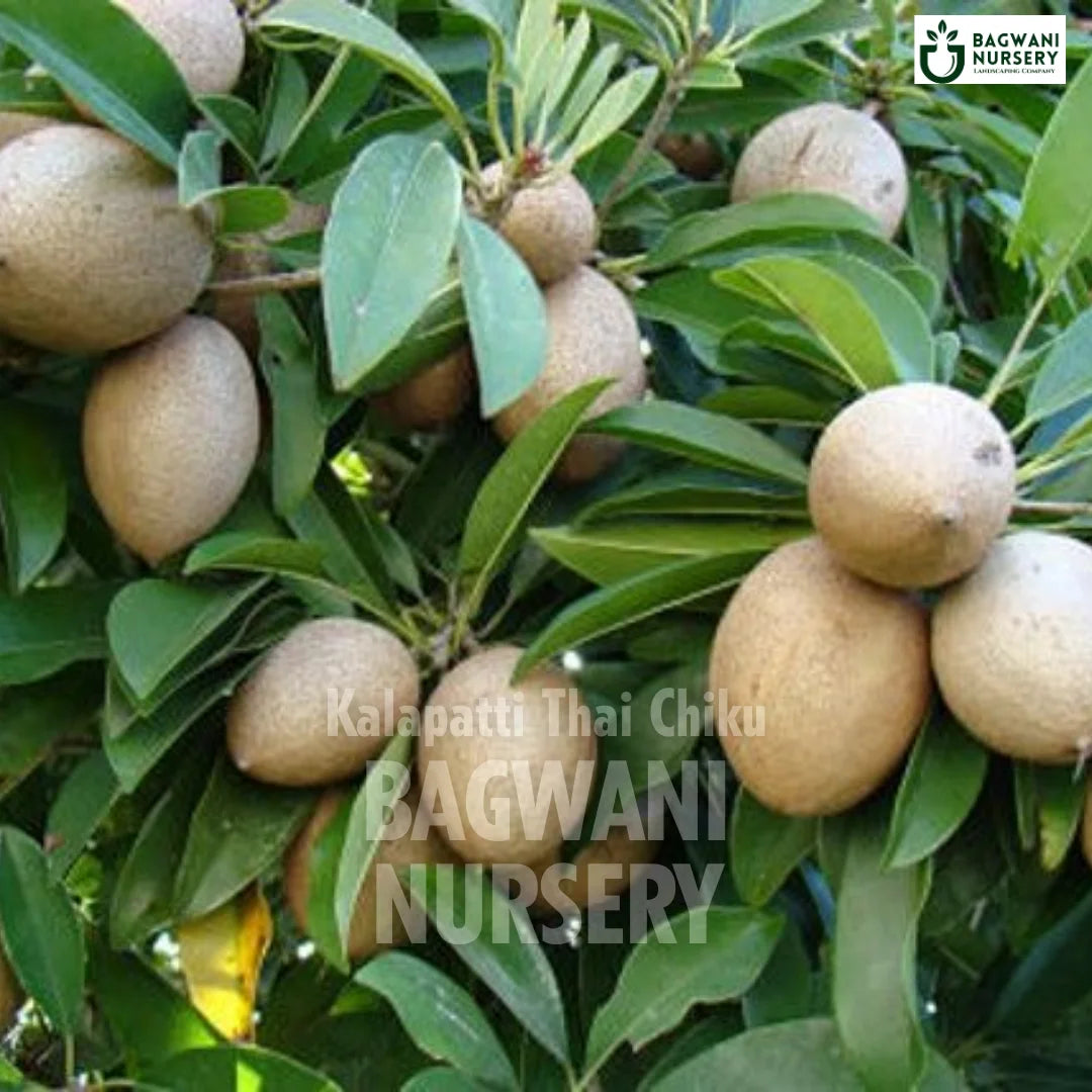 Kalapatti Thai Chiku tree Supplier, Manilkara Zapota, Kalapatti Thai Chiku tree Supplier in India, Wholesale Kalapatti Thai Chiku, Wholesale Kalapatti Thai Chiku Supplier, Kalapatti Thai Chiku Tree, Best Kalapatti Thai Chiku Nursery, Manilkara Zapota in India, Bulk Kalapatti Thai Chiku Supplier, Fruit Tree, Fruit Tree Nursery, Wholesale Fruit Tree Supplier, Best Fruit Tree Nursery in India,