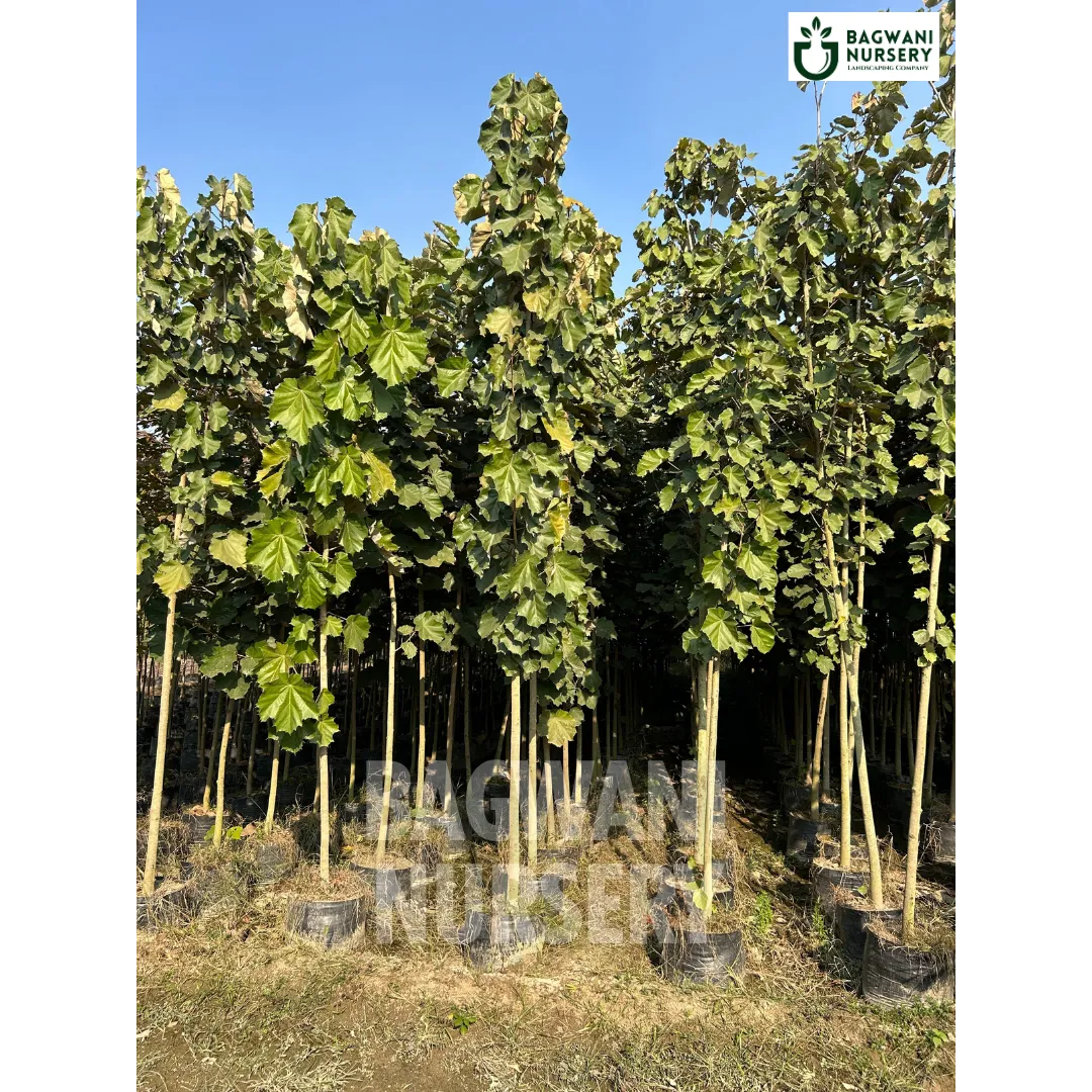 Kanak Champa tree Supplier, Pterospermum Acerifolium, Kanak Champa tree Supplier in India, Wholesale Kanak Champa, Wholesale Kanak Champa Supplier, Kanak Champa Tree, Best Kanak Champa Nursery, Pterospermum Acerifolium in India, Bulk Kanak Champa Supplier, Timber Tree, Timber Tree Nursery, Wholesale Timber Tree Supplier, Best Timber Tree Nursery in India,