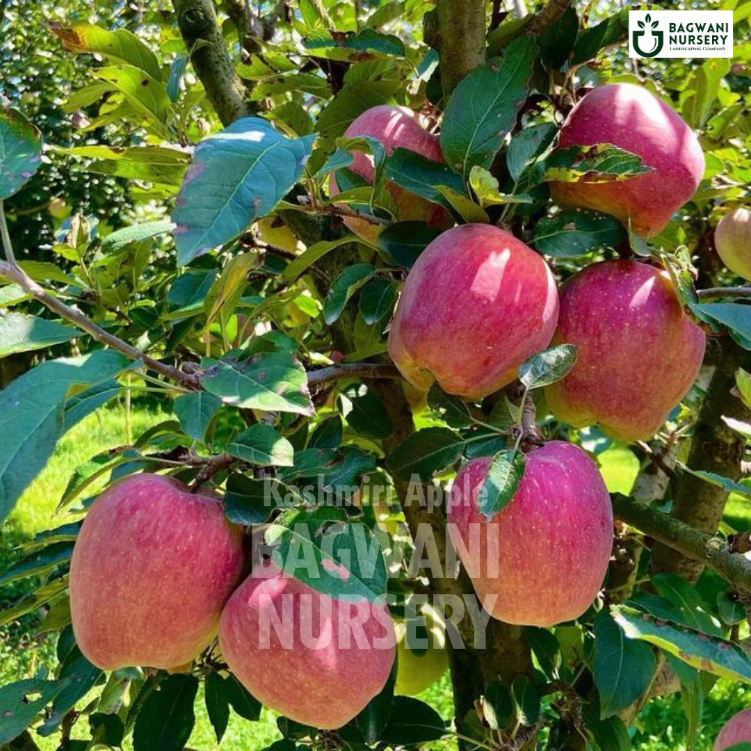 Buy Kashmiri Apple Fruit Tree Online | Malus domestica