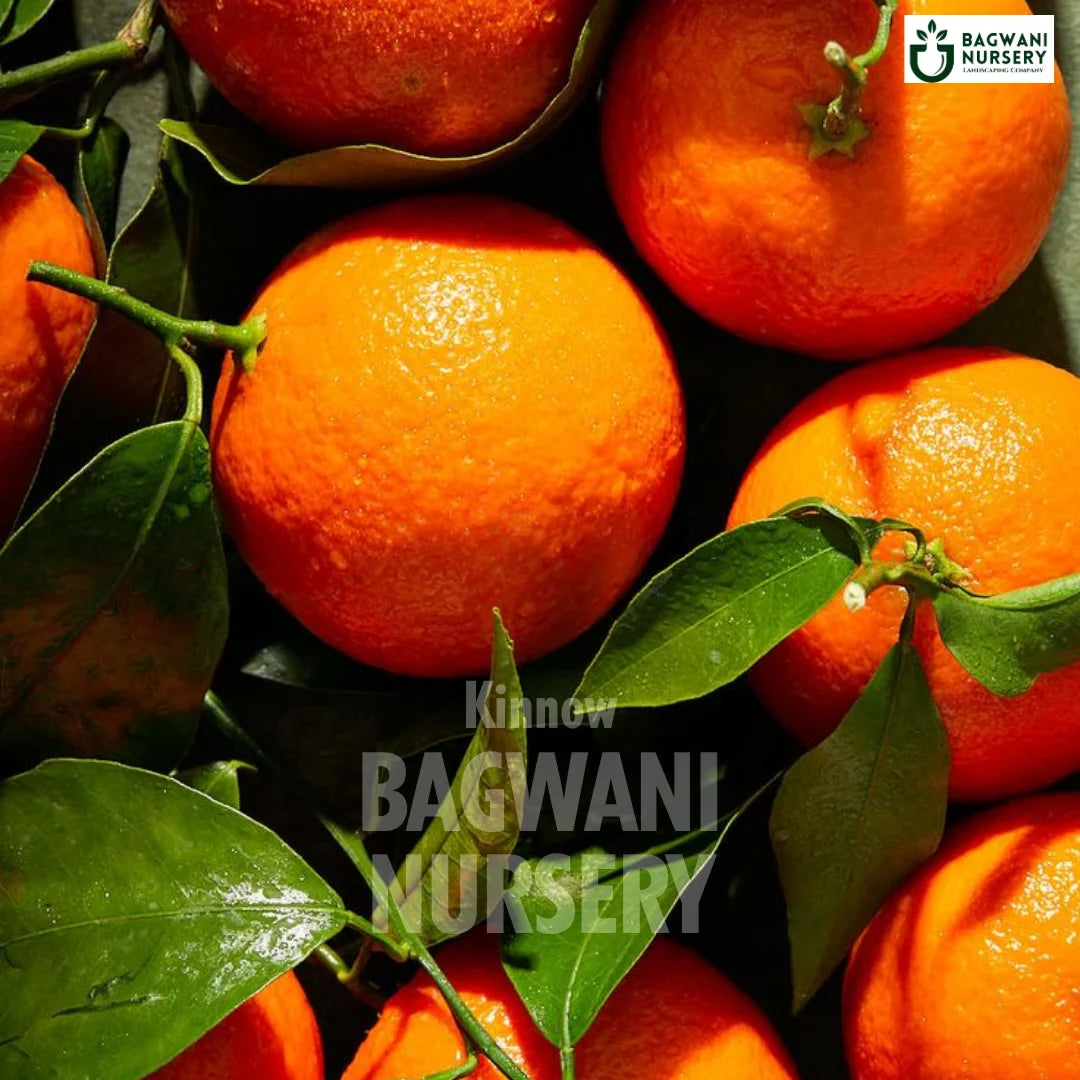 Kinnow tree Supplier, Citrus Reticulata, Mandarin Orange tree Supplier in India, Wholesale Kinnow, Wholesale Kinnow Supplier, Mandarin Orange Tree, Best Mandarin Orange Nursery, Citrus Reticulata in India, Bulk Mandarin Orange Supplier, Fruit Tree, Fruit Tree Nursery, Wholesale Fruit Tree Supplier, Best Fruit Tree Nursery in India,