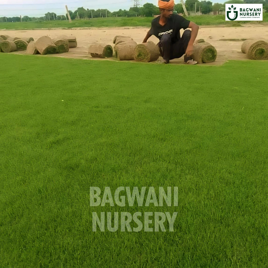 Korean Grass, Zoysia Japonica, Korean Lawn, Korean Grass Seed, Korean Turf Grass, Korean Lawn Grass, Korean Grass Price, Korean Grass Price Per Square Foot, Korean Grass in India, Korean Grass Supplier, Korean Lawn Grass Supplier, Wholesale Korean Lawn Grass, Wholesale Korean Grass Supplier, Korean Grass Carpet, Korean Natural Grass Carpet, Korean Lawn Grass Carpet, Korean Lawn Grass in Bulk, Natural Korean Lawn Grass, Korean Lawn Grass Wholesale Price, Natural Lawn Grass Supplier, Natural Lawn Grass, turf