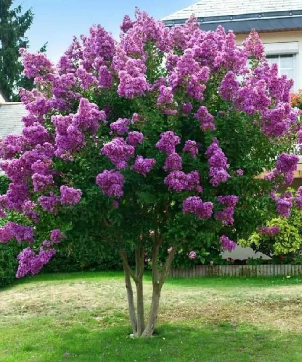 Crape Myrtle, Lagerstroemia speciosa, Crepe Myrtle, Pride of India, Crape Myrtle Tree, Ornamental Trees, Landscaping Trees, Flowering Trees, Garden Trees, Avenue Trees, Outdoor Plants, Landscape Plants, Crape Myrtle India, Crape Myrtle Supplier, Wholesale Ornamental Trees, Bagwani Nursery, Wholesale Plant Supplier, Landscaping company, Plant Exporters in India