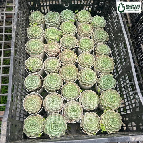 Laxmi Kamal Succulents | Mexican Ghost Plant | Bagwani Nursery