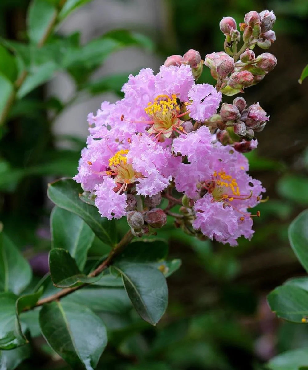 Crepe Myrtle, Lagerstroemia indica, Crepe Myrtle India, Lagerstroemia tree, flowering trees India, summer flowering tree, ornamental trees India, garden flowering trees, avenue plantation trees, residential landscaping plants, commercial landscaping trees, pink flowering tree, purple flowering tree, white crepe myrtle, crepe myrtle varieties, Bagwani Nursery plants, wholesale flowering trees, crepe myrtle supplier, Lagerstroemia indica wholesale, landscaping plants India, Bagwani Nursery, Nursery in India