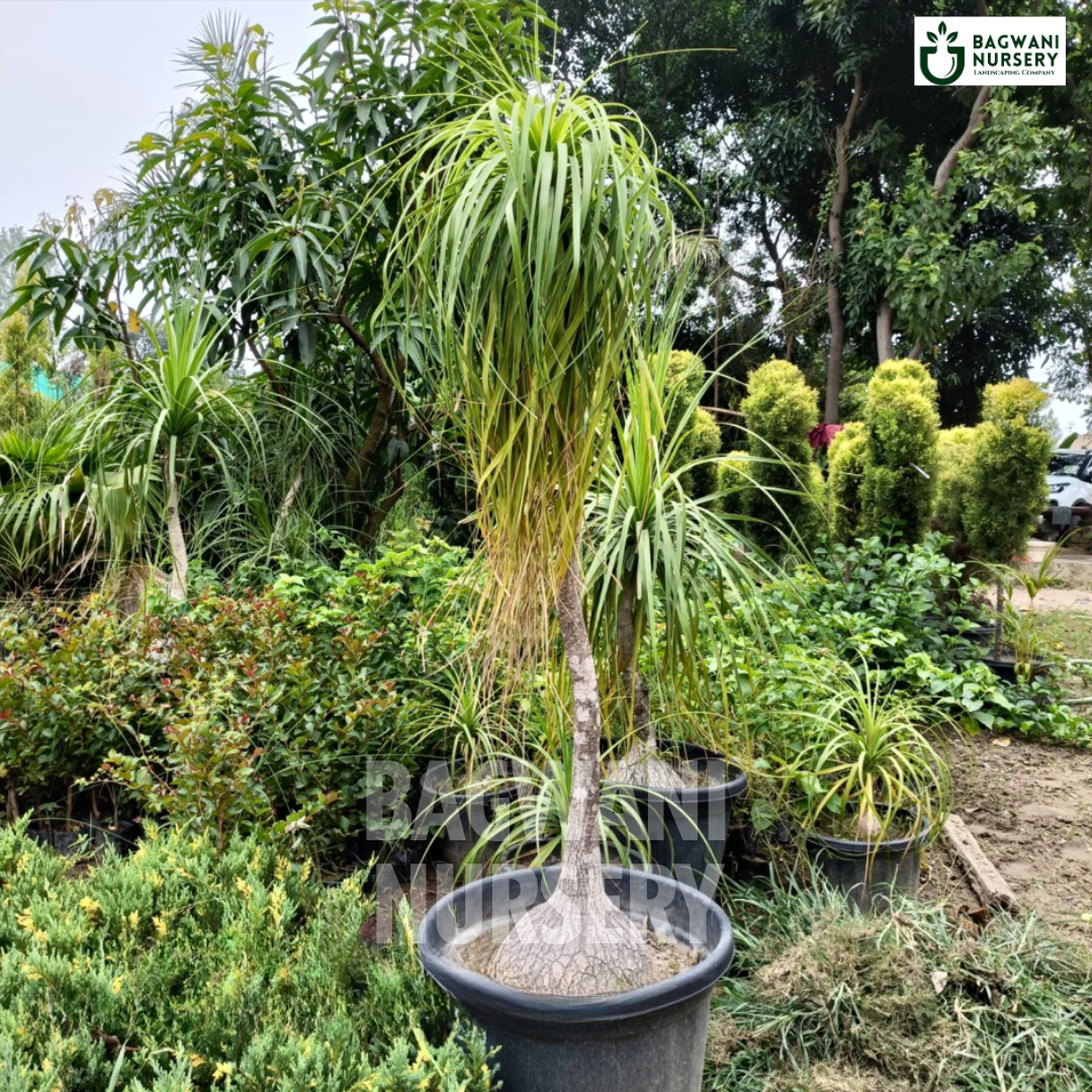 buy ponytail palm online Buy Ponytail Palm Tree Online | Beaucarnea Recurvata