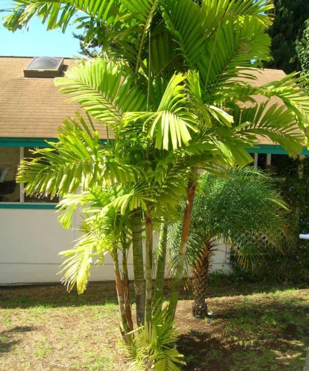 Macarthur Palm, Ptychosperma macarthurii, Ornamental Palm Tree, Landscaping Palm, Tropical Palm Plant, Evergreen Palm, Outdoor Palm Plant, Garden Palm Tree, Palm Trees in India, Wholesale Palm Plants, Landscaping Plants, Ornamental Trees, Palm Tree Supplier in India, Wholesale Nursery Plant Supplier in India, Landscaping Company in India, Plant Exporter in India