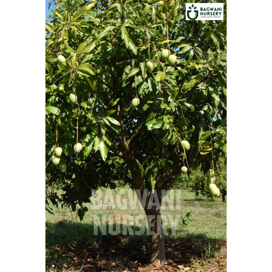Mango tree Supplier, Mangifera Indica, Mango tree Supplier in India, Wholesale Mango, Wholesale Mango Supplier, Mango Tree, Best Mango Nursery, Mangifera Indica in India, Bulk Mango Supplier, Timber Tree, Timber Tree Nursery, Wholesale Timber Tree Supplier, Best Timber Tree Nursery in India,