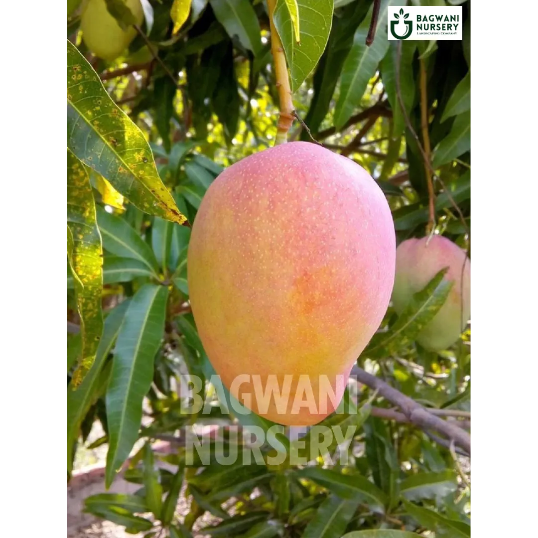 Mango tree Supplier, Mangifera Indica, Mango tree Supplier in India, Wholesale Mango, Wholesale Mango Supplier, Mango Tree, Best Mango Nursery, Mangifera Indica in India, Bulk Mango Supplier, Timber Tree, Timber Tree Nursery, Wholesale Timber Tree Supplier, Best Timber Tree Nursery in India,