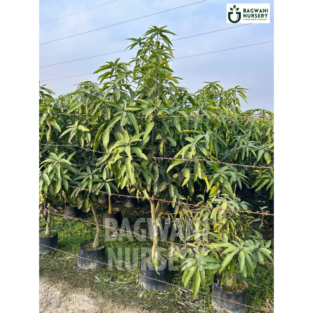 Mango tree Supplier, Mangifera Indica, Mango tree Supplier in India, Wholesale Mango, Wholesale Mango Supplier, Mango Tree, Best Mango Nursery, Mangifera Indica in India, Bulk Mango Supplier, Timber Tree, Timber Tree Nursery, Wholesale Timber Tree Supplier, Best Timber Tree Nursery in India,