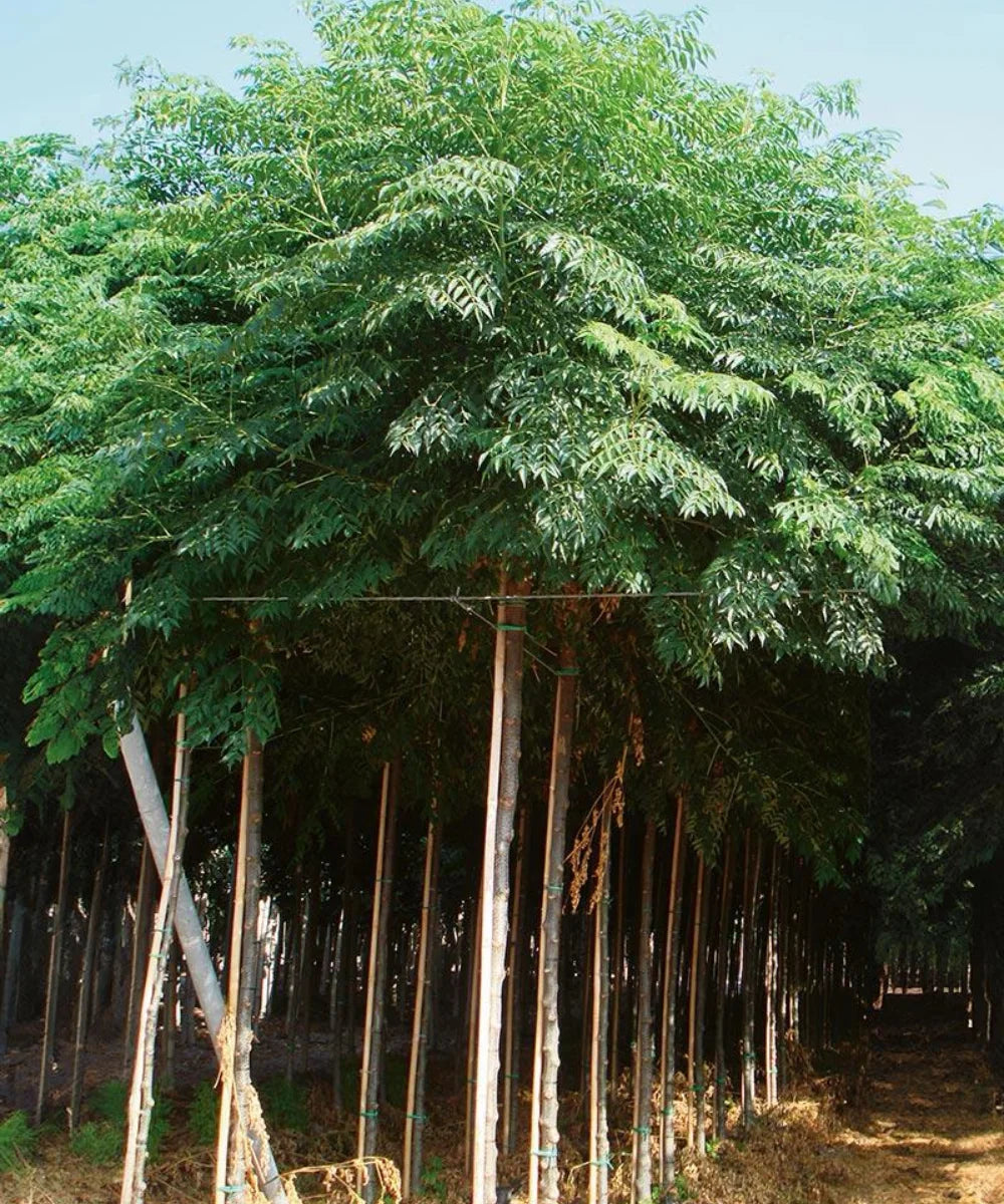 Chinaberry Tree (Melia Azedarach)