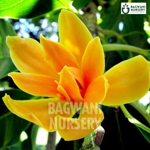 Michelia Champa | Golden Champa | Yellow Champa | Bagwani Nursery | Wholesale Plant Supplier