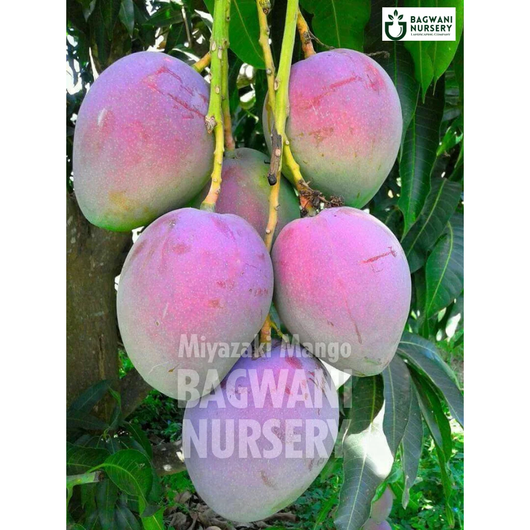 Miyazaki Mango tree Supplier, Mangifera Indica, Miyazaki Mango tree Supplier in India, Wholesale Miyazaki Mango, Wholesale Miyazaki Mango Supplier, Miyazaki Mango Tree, Best Miyazaki Mango Nursery, Mangifera Indica in India, Bulk Miyazaki Mango Supplier, Fruit Tree, Fruit Tree Nursery, Wholesale Fruit Tree Supplier, Best Fruit Tree Nursery in India,