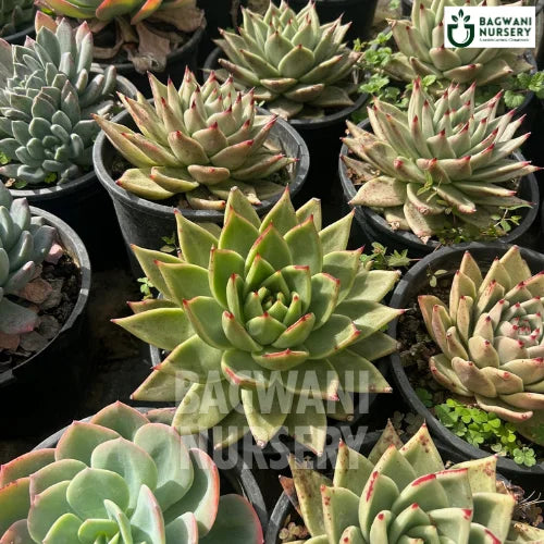 Molded Wax Agave Succulents | Agave Attenuata 'Mediopicta'