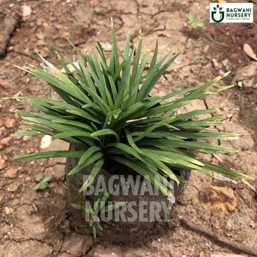 Mondo Grass, Mondo Grass plant, Ophiopogon JaponicusTree, Mondo Grass Tree, Ophiopogon JaponicusTree Plant, Mondo Grass in Bulk,