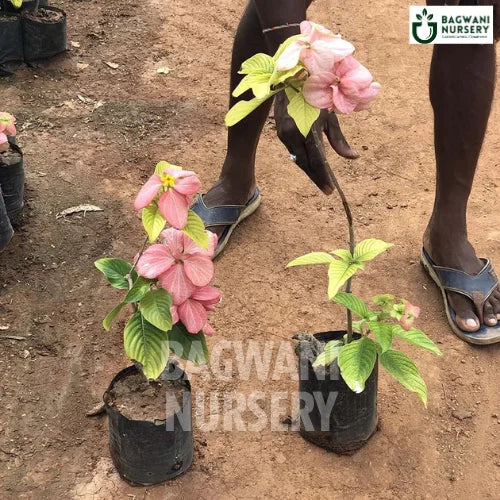 mussaenda plant in pot Mussaenda | Pink Mussaenda | Bagwani Nursery