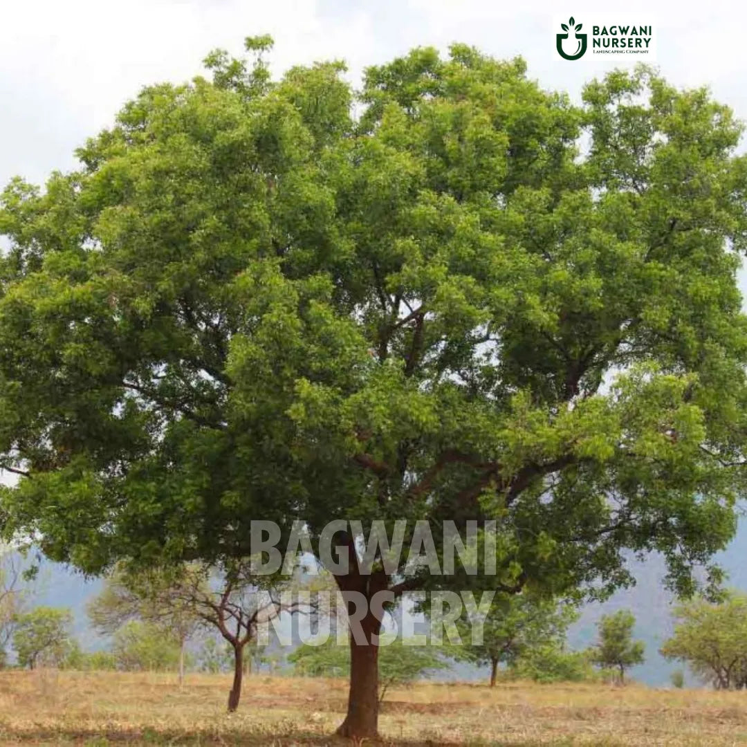 Neem tree Supplier, Azadirachta Indica, Neem tree Supplier in India, Wholesale Neem, Wholesale Neem Supplier, Neem Tree, Best Neem Nursery, Azadirachta Indica in India, Bulk Neem Supplier, Timber Tree, Timber Tree Nursery, Wholesale Timber Tree Supplier, Best Timber Tree Nursery in India,