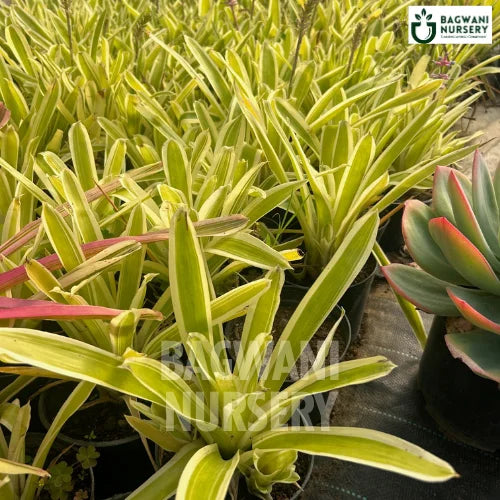 Neoregelia Bossa Nova, Bossa Nova Bromeliad, Neoregelia Bossa Nova Succulent, Succulents Plants, Succulents Supplier, Succulents Supplier in India, Wholesale Succulents, Wholesale Succulents Supplier, Succulents Nursery, Best Succulents Nursery, Succulents in India, Bulk Succulents Supplier