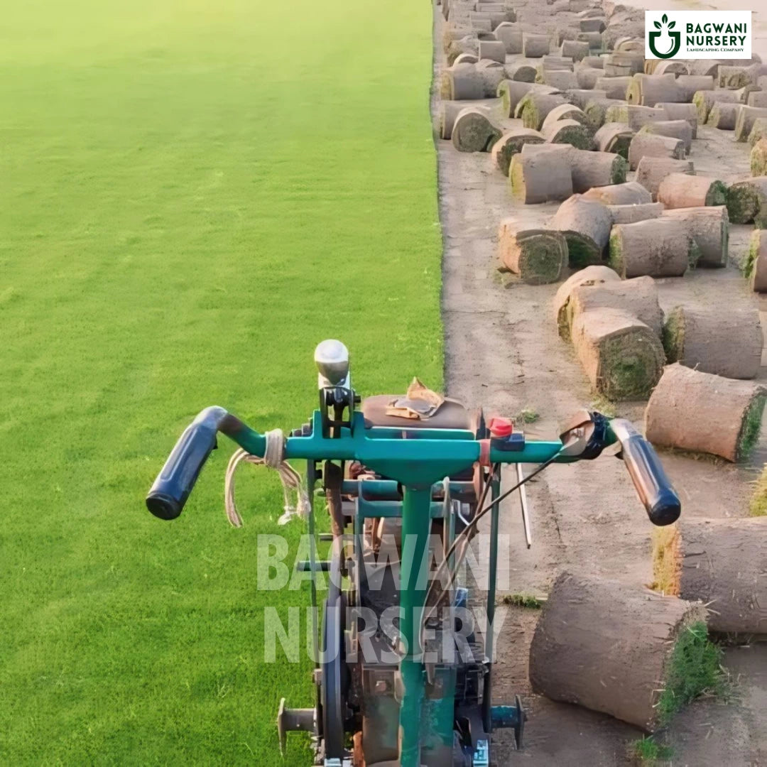 Nilgiri Grass, Kentucky Bluegrass, Nilgiri Lawn, Nilgiri Grass Seed, Nilgiri Turf Grass, Nilgiri Lawn Grass, Nilgiri Grass Price, Nilgiri Grass Price Per Square Foot, Nilgiri Grass in India, Nilgiri Grass Supplier, Nilgiri Lawn Grass Supplier, Wholesale Nilgiri Lawn Grass, Wholesale Nilgiri Grass Supplier, Nilgiri Grass Carpet, Nilgiri Natural Grass Carpet, Nilgiri Lawn Grass Carpet, Nilgiri Lawn Grass in Bulk, Natural Nilgiri Lawn Grass, Nilgiri Lawn Grass Wholesale Price, Natural Lawn Grass Supplier, Nat