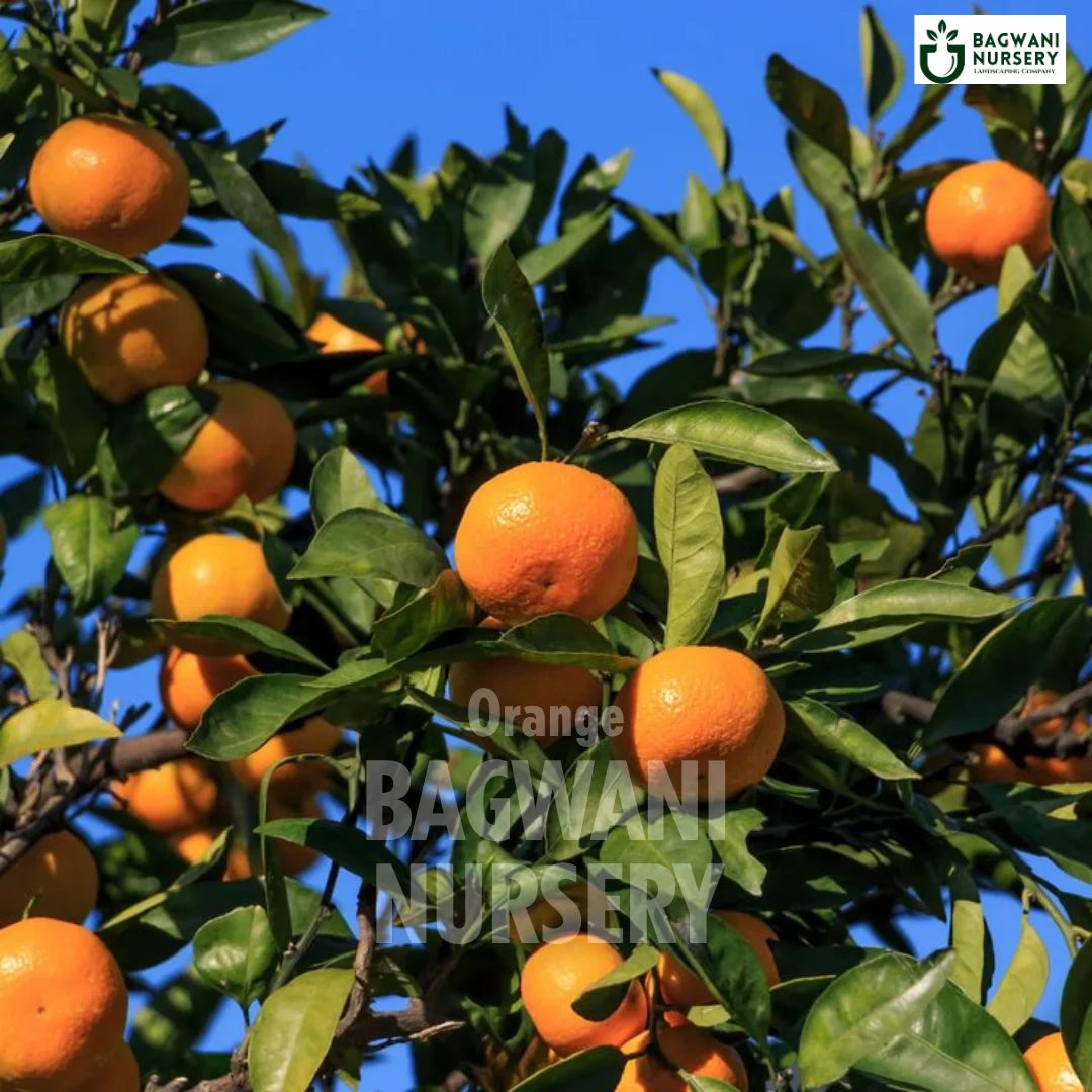 Orange tree Supplier, Citrus Sinensis, Orange tree Supplier in India, Wholesale Orange, Wholesale Orange Supplier, Orange Tree, Best Orange Nursery, Citrus Sinensis in India, Bulk Orange Supplier, Fruit Tree, Fruit Tree Nursery, Wholesale Fruit Tree Supplier, Best Fruit Tree Nursery in India,