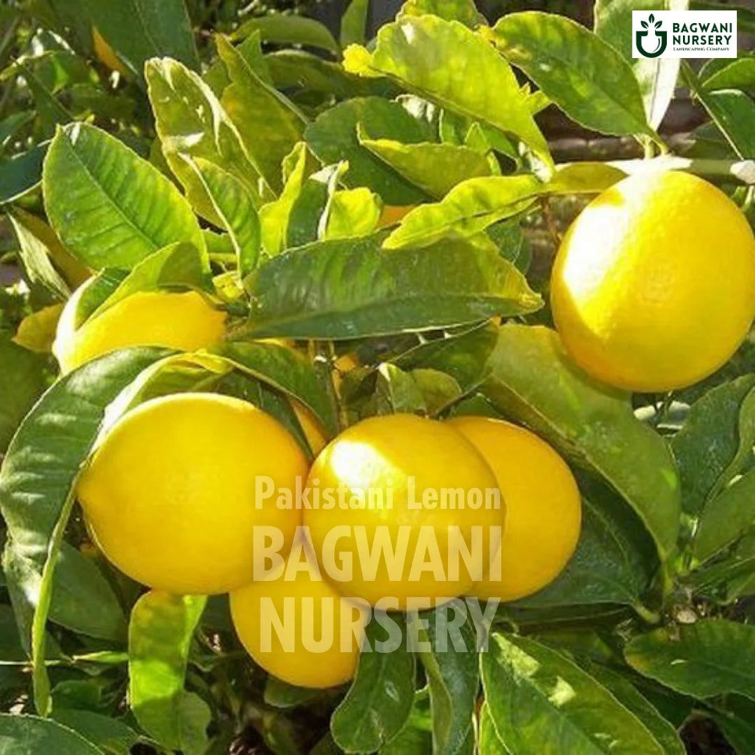 Buy Pakistani Lemon Fruit Tree Online | Citrus limon | Bagwani Nursery