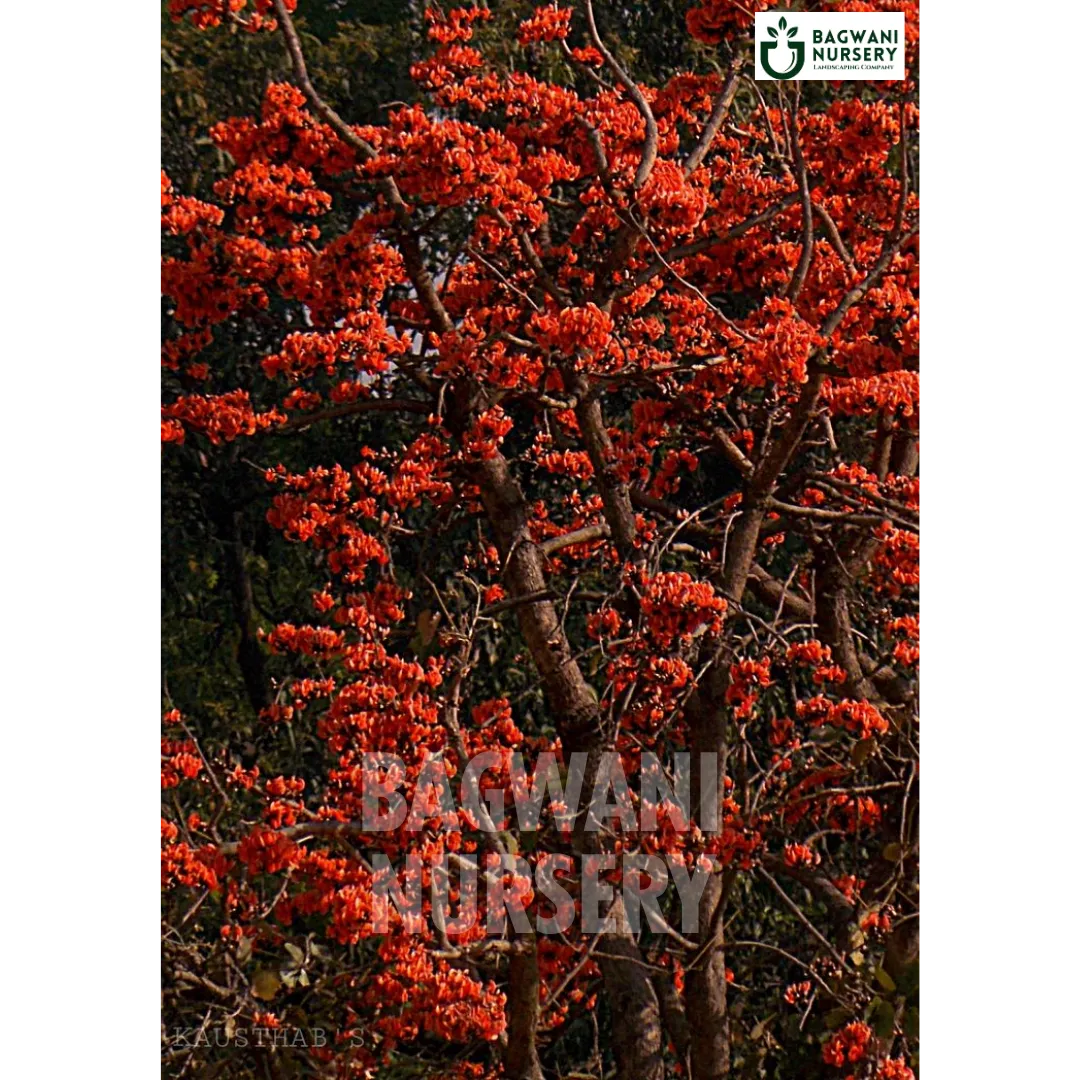 Palash tree Supplier, Butea Monosperma, Palash tree Supplier in India, Wholesale Dhak, Wholesale Palash Supplier, Dhak Tree, Best Palash Nursery, Butea Monosperma in India, Bulk Dhak Supplier, Timber Tree, Timber Tree Nursery, Wholesale Timber Tree Supplier, Best Timber Tree Nursery in India,