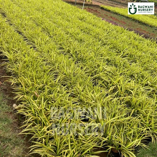Pandanus | Screw Pine | Bagwani Nursery | Wholesale Plant Supplier