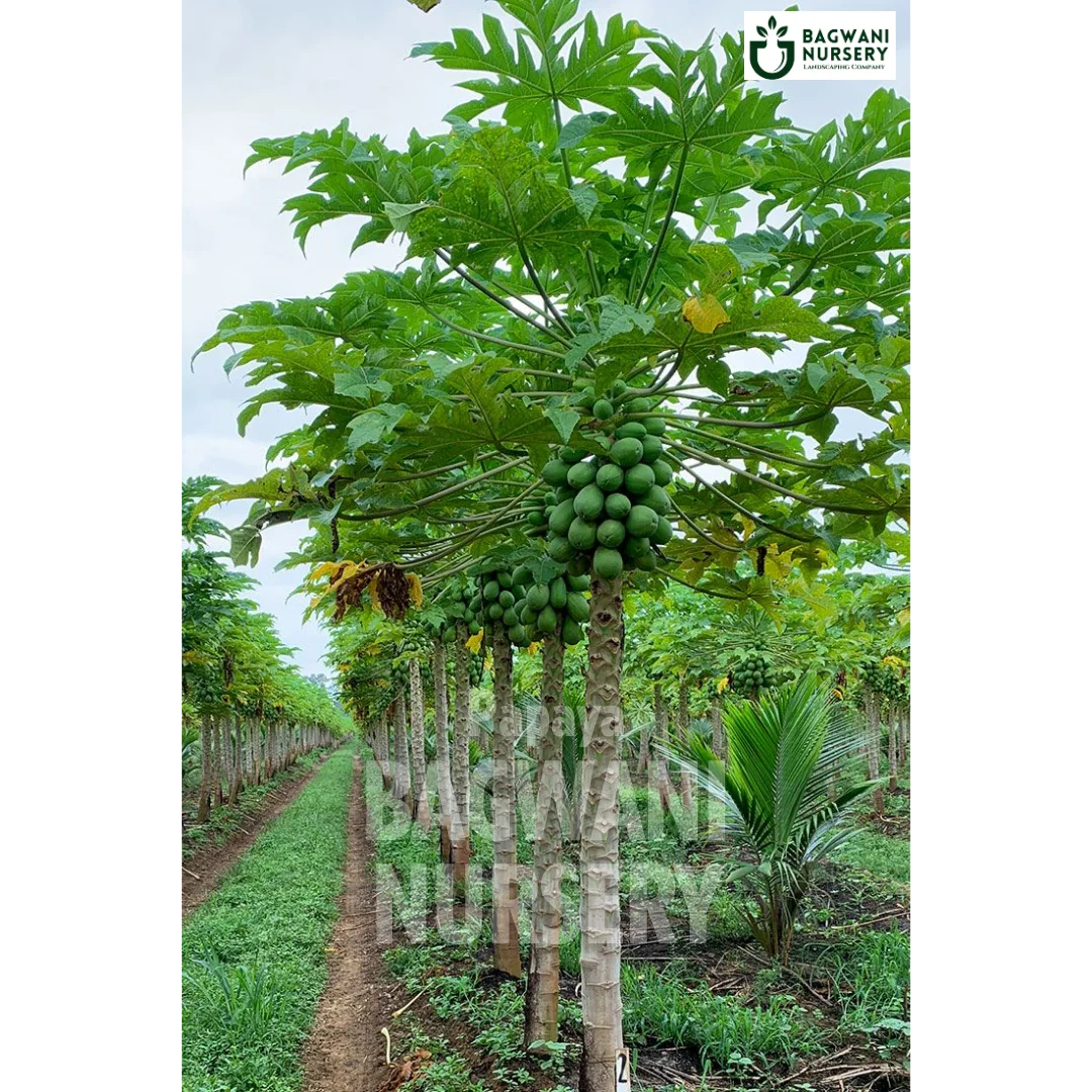 Papaya tree Supplier, Carica Papaya, Papaya tree Supplier in India, Wholesale Papaya, Wholesale Papaya Supplier, Papaya Tree, Best Papaya Nursery, Carica Papaya in India, Bulk Papaya Supplier, Fruit Tree, Fruit Tree Nursery, Wholesale Fruit Tree Supplier, Best Fruit Tree Nursery in India,