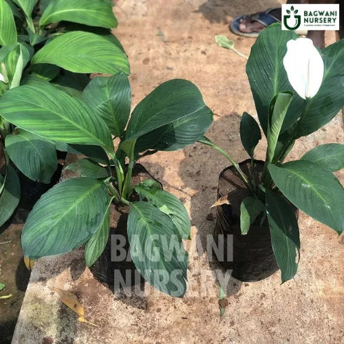 peace lily nursery Peace Lily | Spathiphyllum | Bagwani Nursery