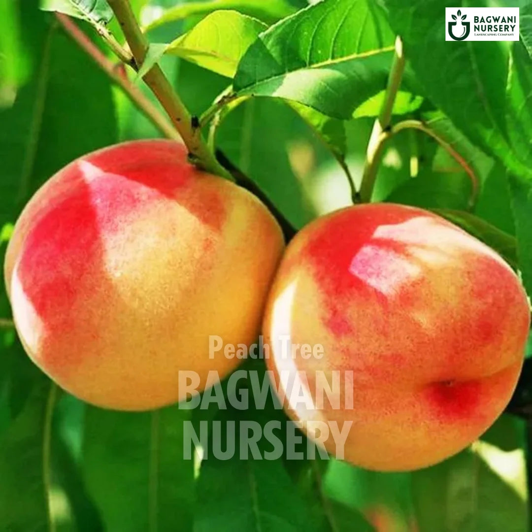 Peach tree Supplier, Prunus Persica, Peach tree Supplier in India, Wholesale Peach, Wholesale Peach Supplier, Peach Tree, Best Peach Nursery, Prunus Persica in India, Bulk Peach Supplier, Fruit Tree, Fruit Tree Nursery, Wholesale Fruit Tree Supplier, Best Fruit Tree Nursery in India,