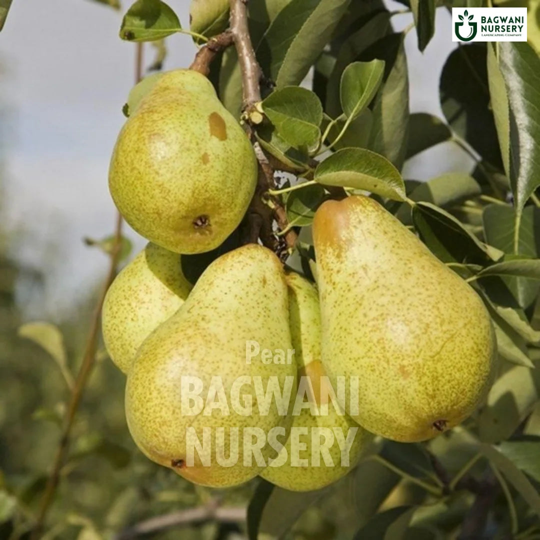 Pear tree Supplier, Pyrus, Nashpati tree Supplier in India, Wholesale Pear, Wholesale Pear Supplier, Nashpati Tree, Best Nashpati Nursery, Pyrus in India, Bulk Nashpati Supplier, Fruit Tree, Fruit Tree Nursery, Wholesale Fruit Tree Supplier, Best Fruit Tree Nursery in India,