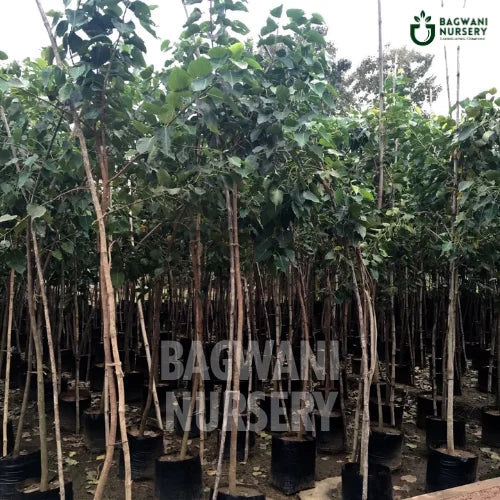 Peepal Tree | Ficus Religiosa | Sacred Fig | Bagwani Nursery | Wholesale Plant Supplier