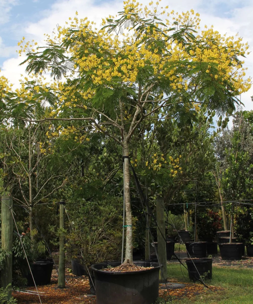 Peltophorum pterocarpum, Yellow Flame Tree, Yellow Poinciana, Copperpod Tree, Ornamental Trees, Flowering Trees, Landscaping Trees, Avenue Trees, Outdoor Shade Trees, Garden Trees, Fast-Growing Trees, Tropical Landscaping Trees, Bagwani Nursery, Landscaping Company, Plant Exporters in India