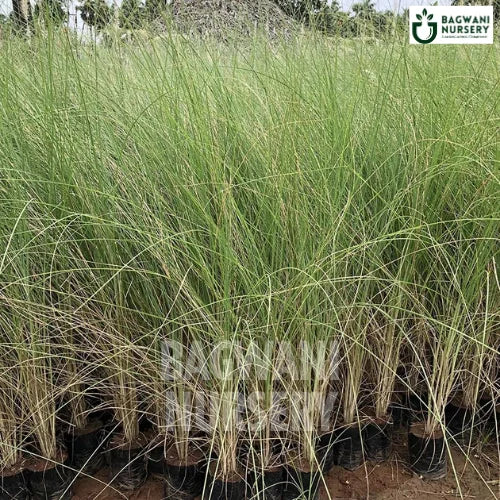 Fountain Grass, Fountain Grass plant, Pennisetum setaceum Tree, Fountain Grass Tree, Pennisetum setaceum Tree Plant, Fountain Grass in Bulk,