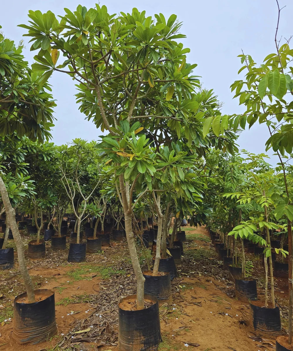 Plumeria Alba, Frangipani, Champa tree, Bagwani Nursery