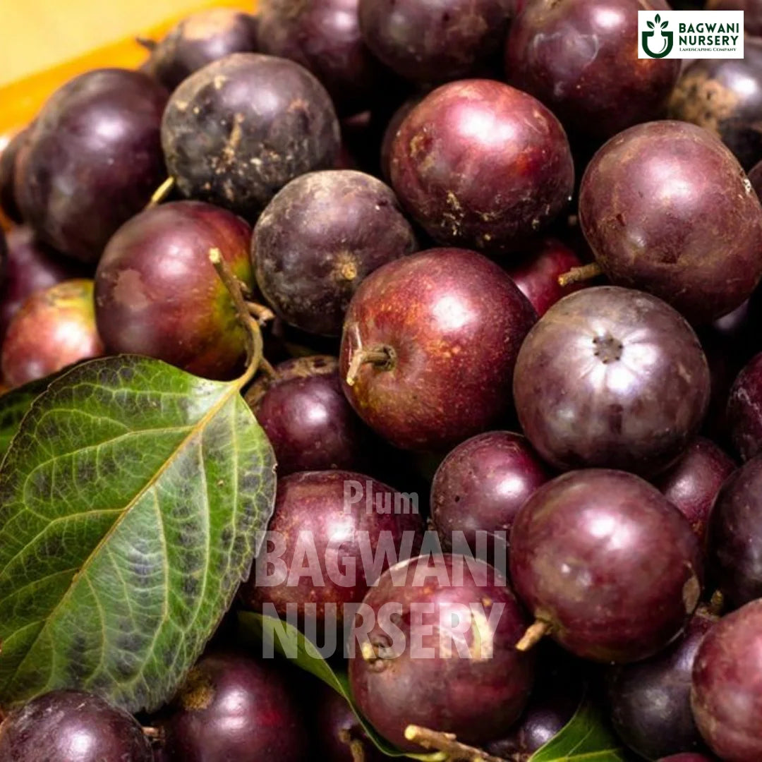 Plum tree Supplier, Prunus Domestica, Aalubukhaara tree Supplier in India, Wholesale Plum, Wholesale Plum Supplier, Aalubukhaara Tree, Best Aalubukhaara Nursery, Prunus Domestica in India, Bulk Aalubukhaara Supplier, Fruit Tree, Fruit Tree Nursery, Wholesale Fruit Tree Supplier, Best Fruit Tree Nursery in India,