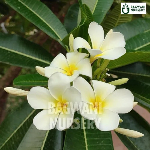 Plumeria Alba  | White Frangipani | Bagwani Nursery | Wholesale Plant Supplier