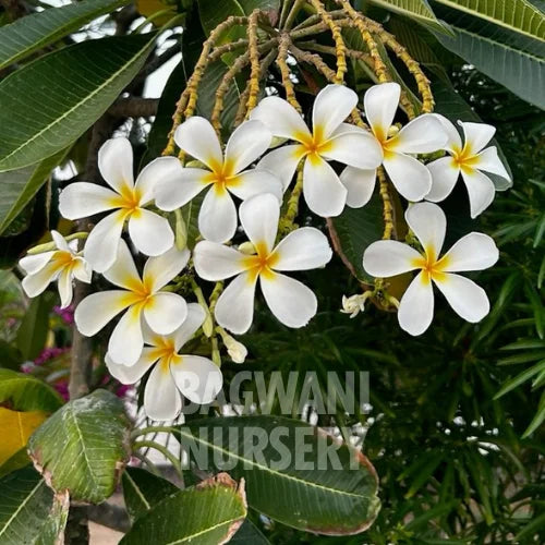 Plumeria American White | American White Frangipani | Bagwani Nursery | Wholesale Plant Supplier