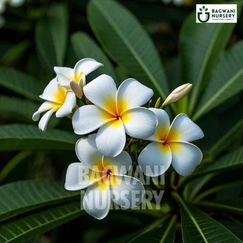 Plumeria Obtusa | White Frangipani | Bagwani Nursery