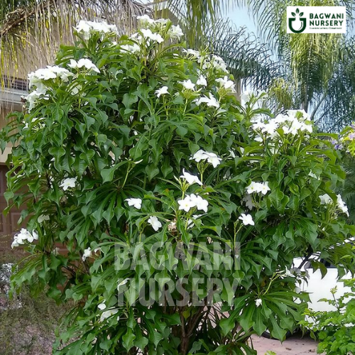 Plumeria Pudica | Bridal Bouquet | Fiddle Leaf Plumeria | Bagwani Nursery | Wholesale Plant Supplier