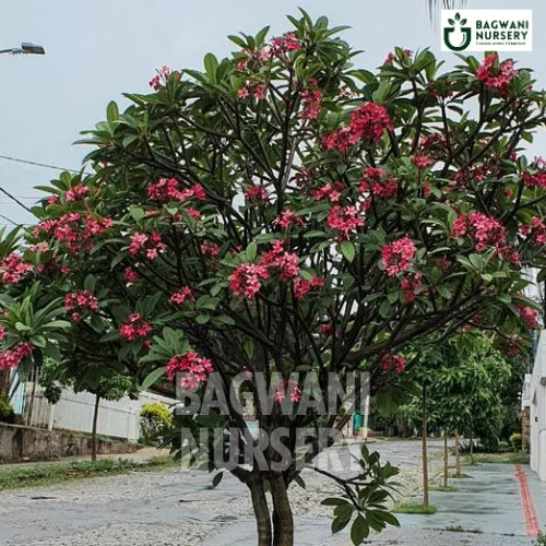 Plumeria Rubra  | Red Frangipani | Bagwani Nursery | Wholesale Plant Supplier