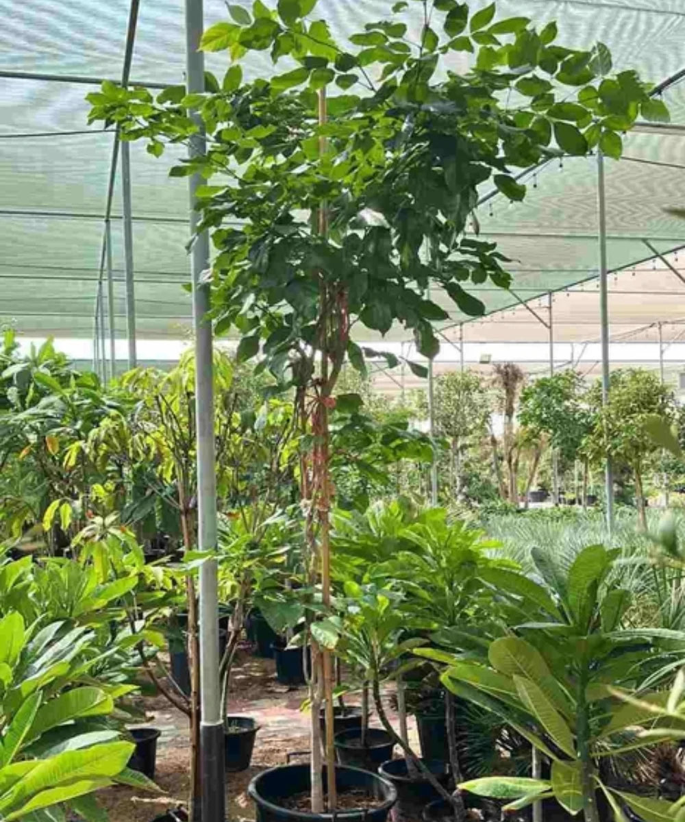 small trees to plant near house in india Pongame Oiltree