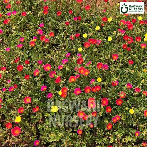 Portulaca Grandiflora | Moss Rose | Bagwani Nursery | Wholesale Plant Supplier